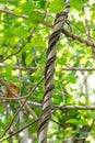 Tree twig wrappers up with liana root in greenery background