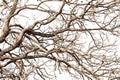 Tree Twigs With Bare Trunks And Branches