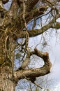 Tree, twisted, branch, branched, old, high, background, sky