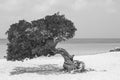 Tree twisted in Eagle Beach, Aruba.