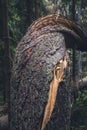 Tree twisted and felled by the storm