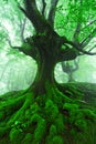 Tree with twisted roots in foggy forest Royalty Free Stock Photo