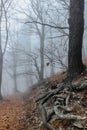 Tree with twisted roots in foggy forest.Amazing misty nature.Colorful landscape with foggy forest,orange foliage in fall Royalty Free Stock Photo