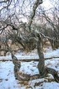 A tree with a twisted trunk is covered in snow Royalty Free Stock Photo