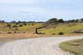 tree twisted by the wind on a countryside road Royalty Free Stock Photo