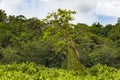 Tree with two iguanas on shoreline of Gatun Lake, Panama Royalty Free Stock Photo