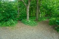 A tree between two pathways in the wood.