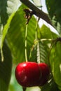 Tree with two ripes cherries