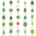 Tree types icons set, isometric style