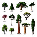 Tree types vector green forest pine treetops collection of birch, cedar and acacia or realistic greenery garden with Royalty Free Stock Photo