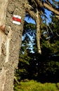 A tree with a typical Czech tourist sign. Vertical photo Royalty Free Stock Photo