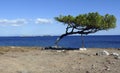 Tree unbeaten by the wind. Lesvos. Greek islands. Royalty Free Stock Photo