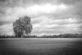 Tree under a cloudy sky Royalty Free Stock Photo