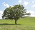 Tree under the Hill Royalty Free Stock Photo