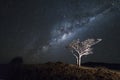 A tree under the Milky Way Royalty Free Stock Photo