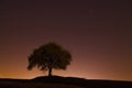 Tree under the night sky