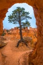 Tree under Sandstone Arch Bryce Canyon Royalty Free Stock Photo