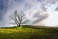 Tree under Sunlight