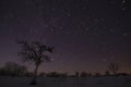 Tree under the winter starry sky