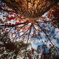 Tree underbelly