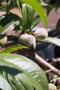 Tree with undocumented fruits Royalty Free Stock Photo