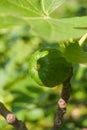 Tree with an unripe fig Royalty Free Stock Photo