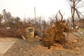 Tree uprooted, burned, house destroyed by fire tornado in Carr fire