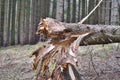 Tree uprooted a large tree, South Bohemia