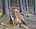 Tree uprooted a large tree, South Bohemia