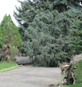 Tree uprooted during a severe windstorm, Salt Lake City, Utah