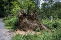 Tree uprooted in the storm