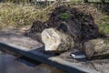 Tree uprooted by the storm. Clearing a city road from a fallen tree. Sawed tree and logs