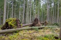 Tree uprooted by storm in the forest