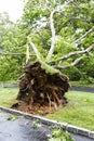 Tree uprooted during tropical storm Isaias over driveway of residential home Royalty Free Stock Photo