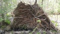 Tree uprooted by the wind