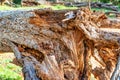 A tree uprooted by the wind, which has become food for termites Royalty Free Stock Photo