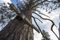 Tree used as a power line in abandoned town.