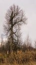 Tree on a vacant lot