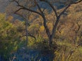 Tree with Valley Ablaze with Color