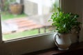 Tree vase is placed in the window Royalty Free Stock Photo