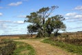 a tree in the vast landscape of parker river national wild life refuge