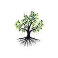 Tree vector illustration with roots and green leaves Royalty Free Stock Photo