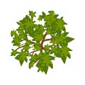 Tree (vector). Leaf Vector Greend Royalty Free Stock Photo
