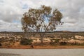 tree and vegetation in the desert around hyden (australia) Royalty Free Stock Photo