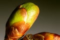 Tree vegetative bud at springtime