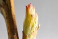 Tree vegetative bud at springtime