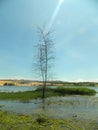 A lone tree grows in the center of a pond Royalty Free Stock Photo