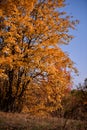 A tree with very yellow autumn leaves in a sunny day in the middle of wilderness