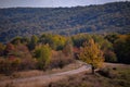 A tree with very yellow autumn leaves in a sunny day in the middle of wilderness