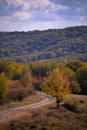 A tree with very yellow autumn leaves in a sunny day in the middle of wilderness